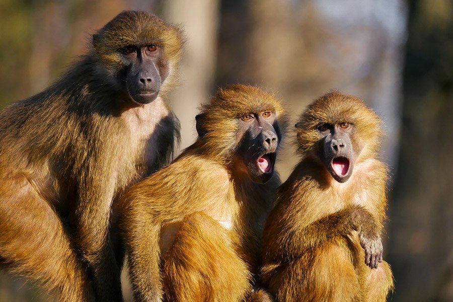 Three baboons