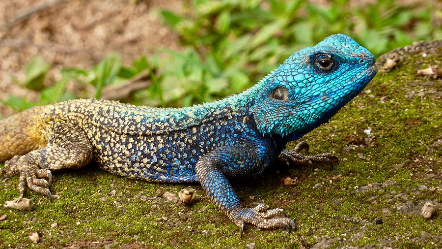 Tree agama