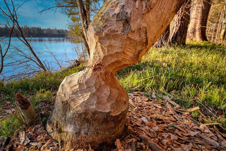 Tree attacked by beavers