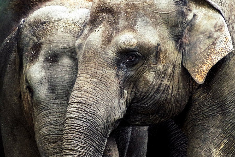 Two Asian elephants