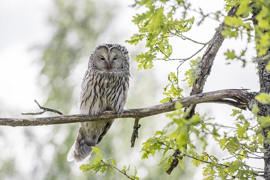 Ural Owl