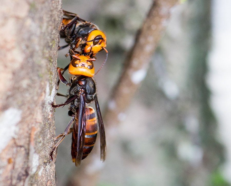 Two Asian giant hornets on a tree