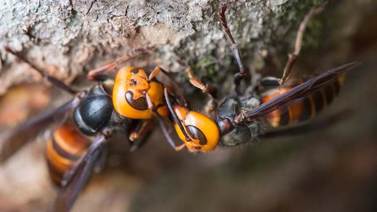 Asian giant hornet sheet - Hero