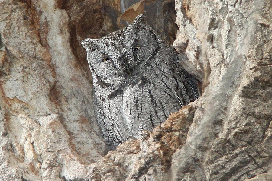 Western Screech Owl