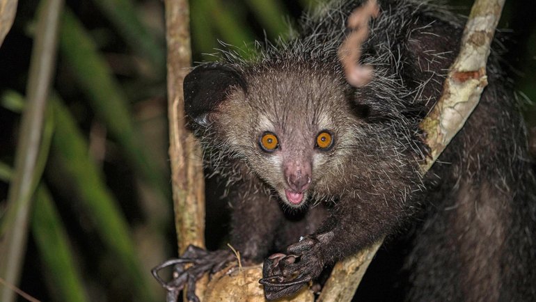 Wild aye-aye