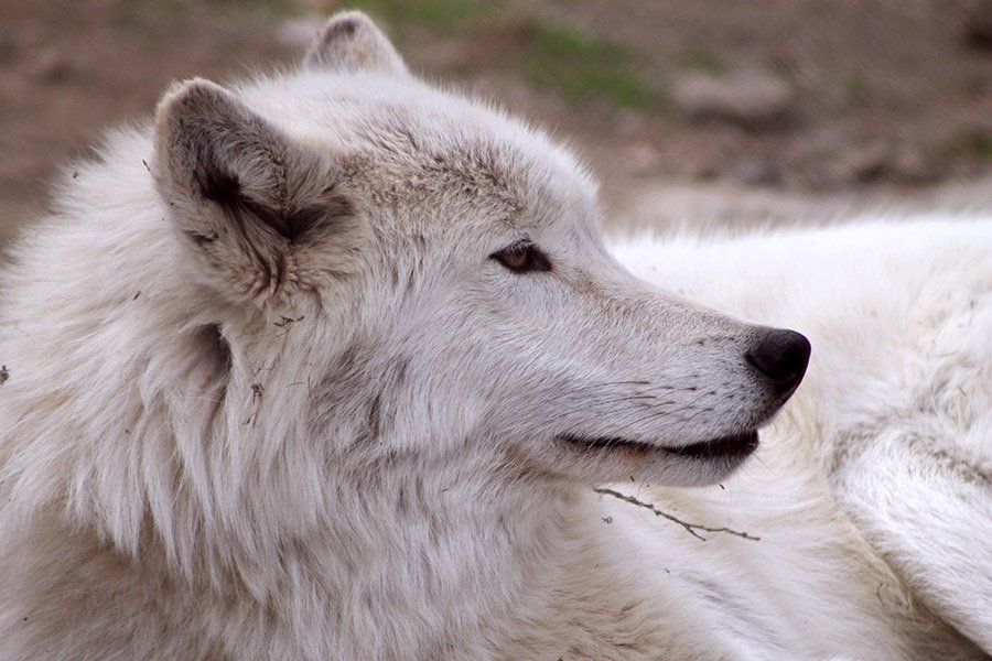 Wolf colors - Arctic wolf