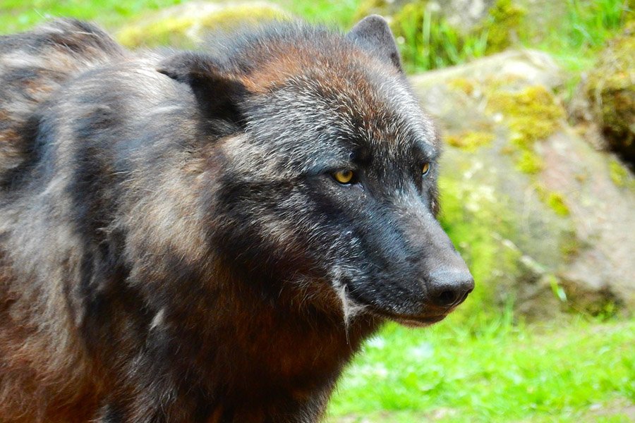 Wolf colors - Black brownish wolf