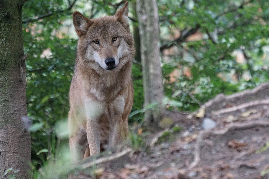 Wolf colors - Brown wolf