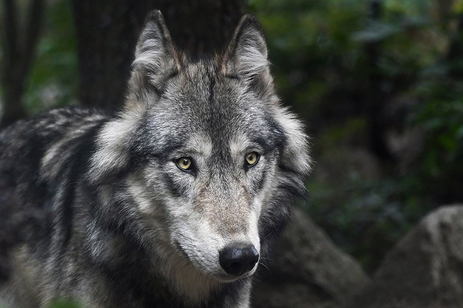 Wolf colors - Grey wolf