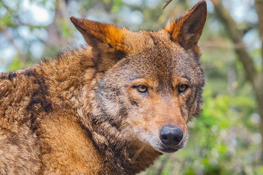 Wolf colors - Red wolf