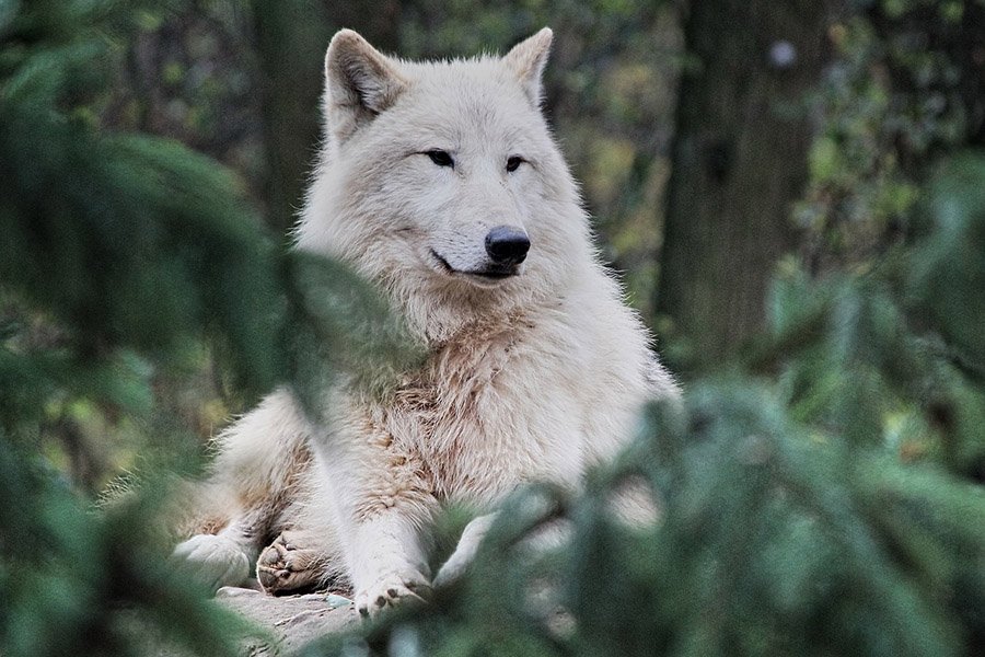 Wolf colors - White wolf