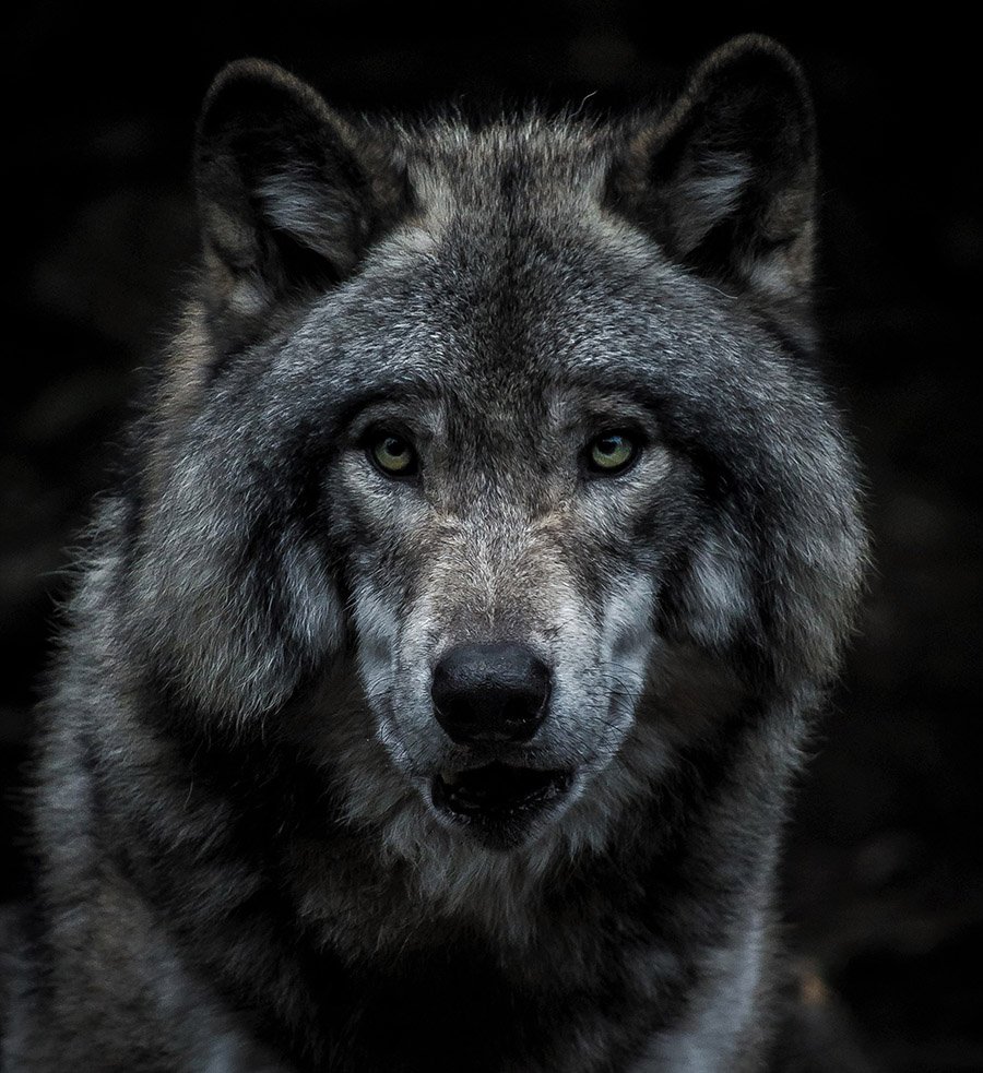 Wolf portrait