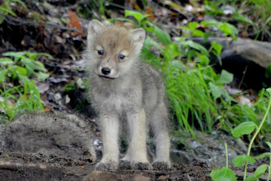 Wolf pup eyes