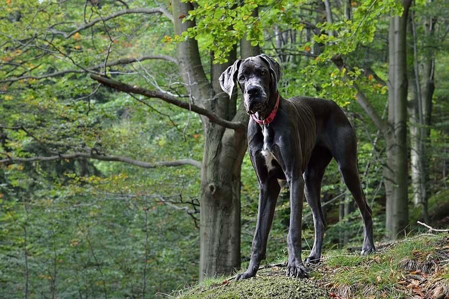 Wolf size vs Great Dane