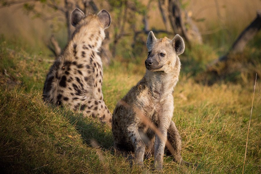 Wolf size vs Hyena