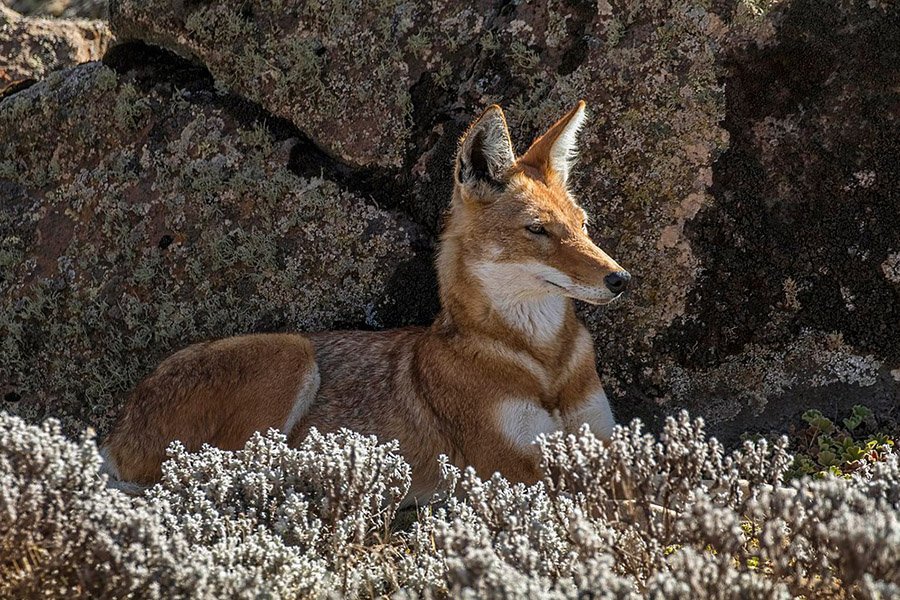 Wolf sizes - Ethiopian Wolf