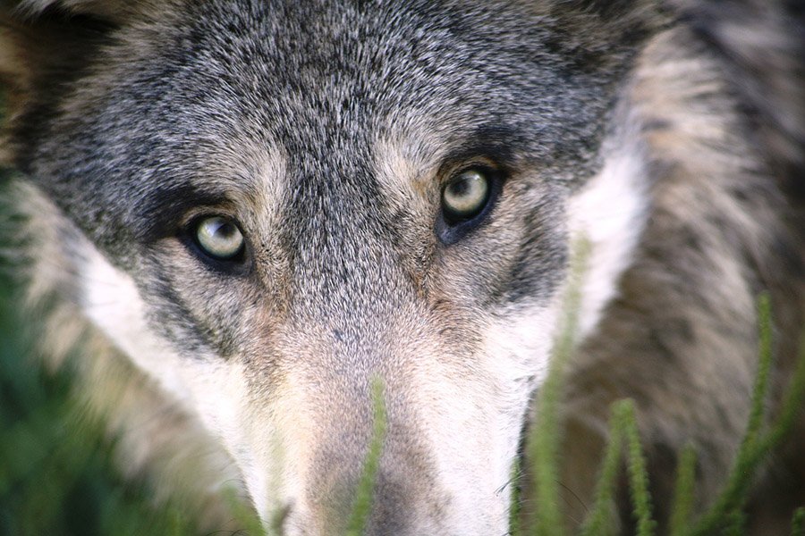 Wolf with yellow eyes