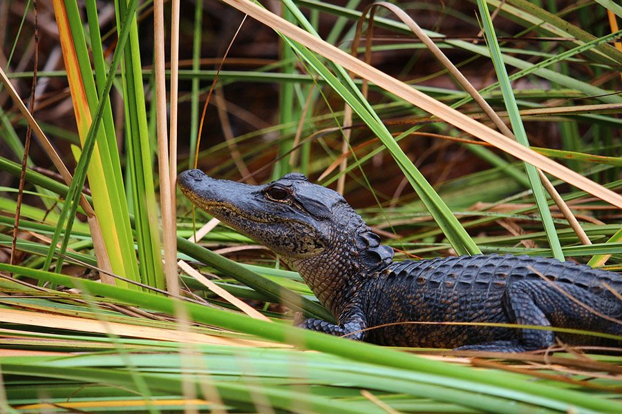 Young alligator