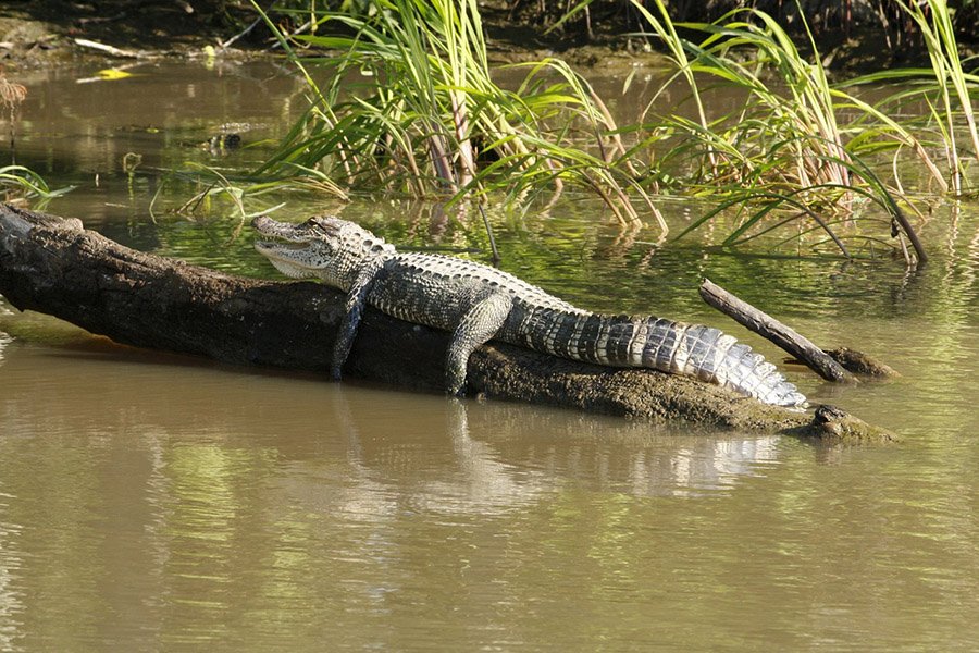 alligator in a bayou