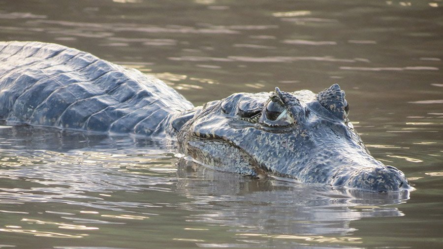 alligator swimming