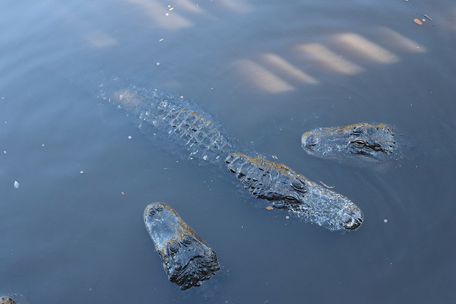 3 Alligators in Florida