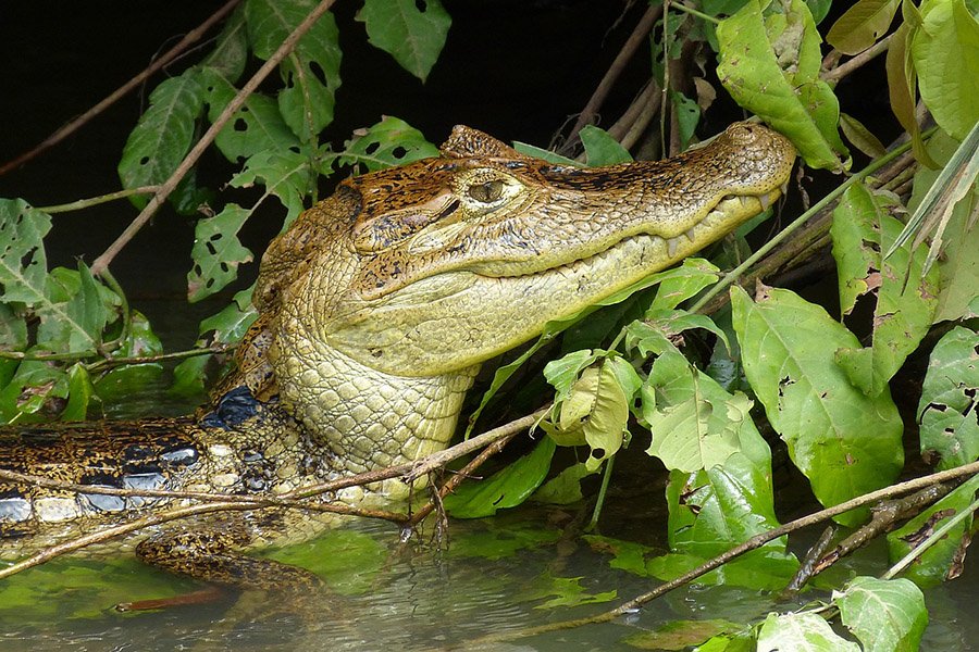 A Caiman in Costa Rica