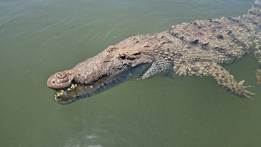 A crocodile in Mexico