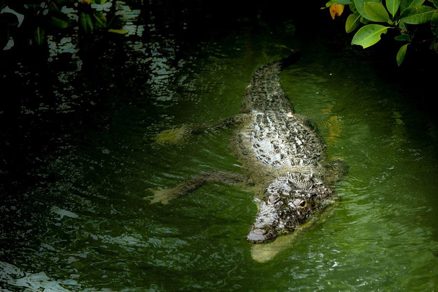 A crocodile in Yucatan, Mexico