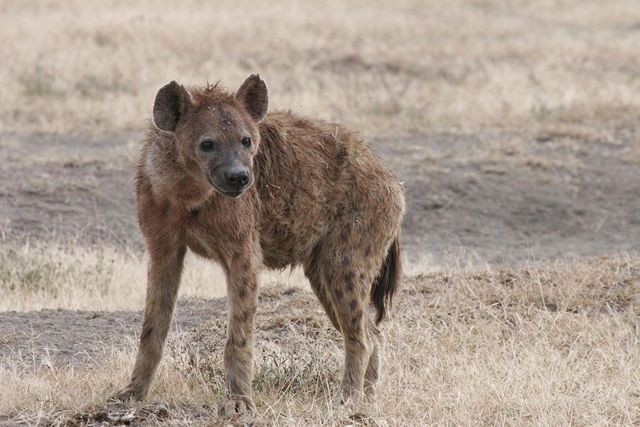 A spotted hyena