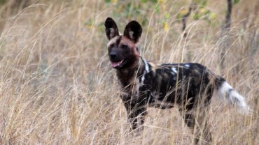 African Wild Dog Facts - Hero