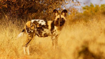 African Wild Dog Predators - Hero