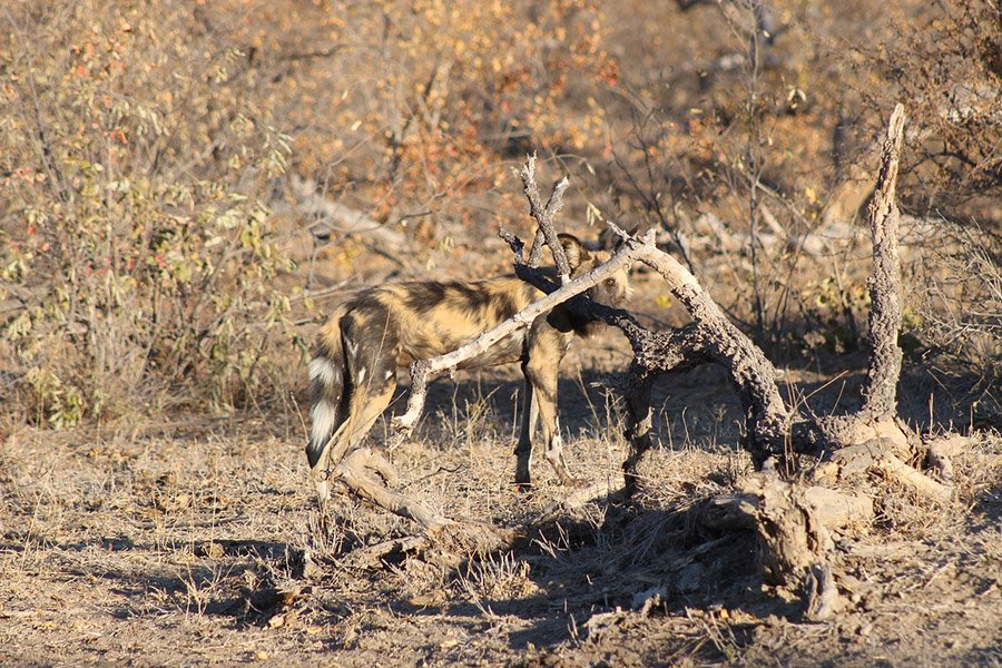 African Wild Dog behind a branch