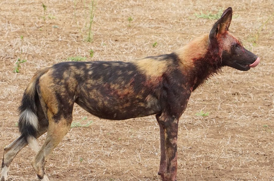 African Wild Dog bloody