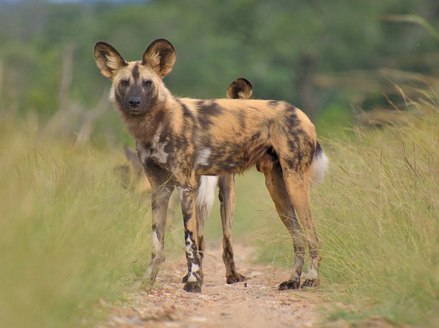 African Wild Dog