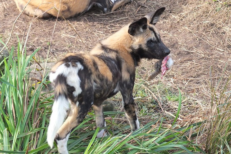 African Wild Dog eating