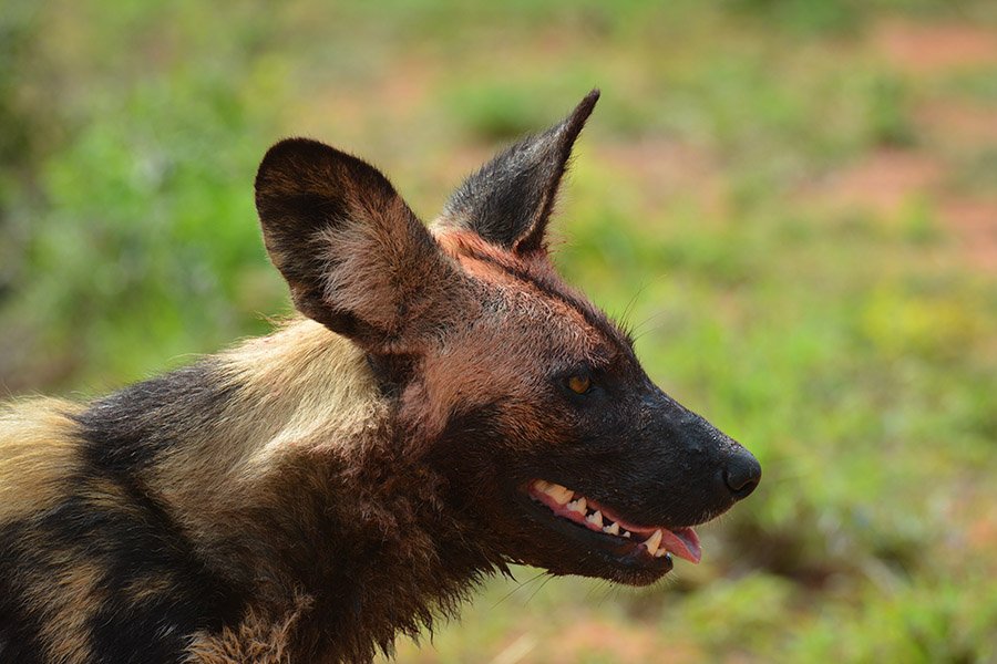 African Wild Dog face and jaw