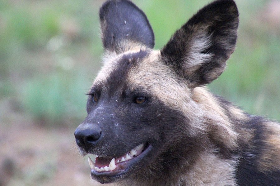 African Wild Dog face and teeth