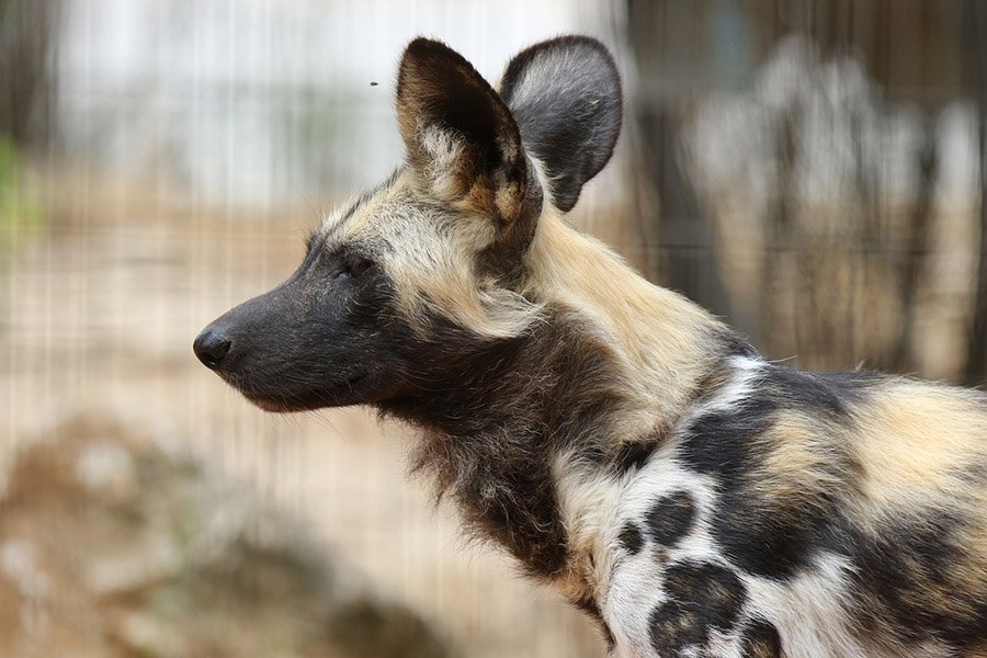 African Wild Dog from the side