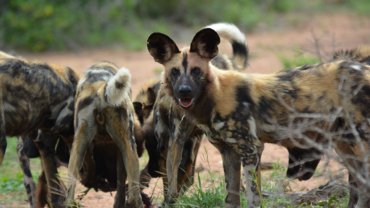 African Wild Dog hunting success rate - Hero