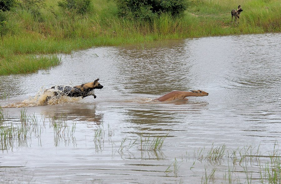 African Wild Dog hunting