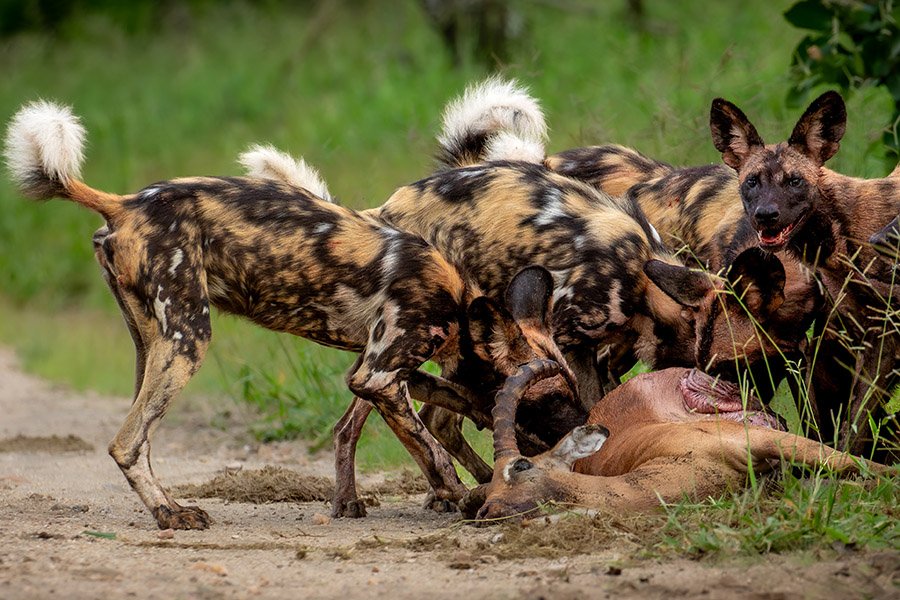 African Wild Dog pack eating an antelope