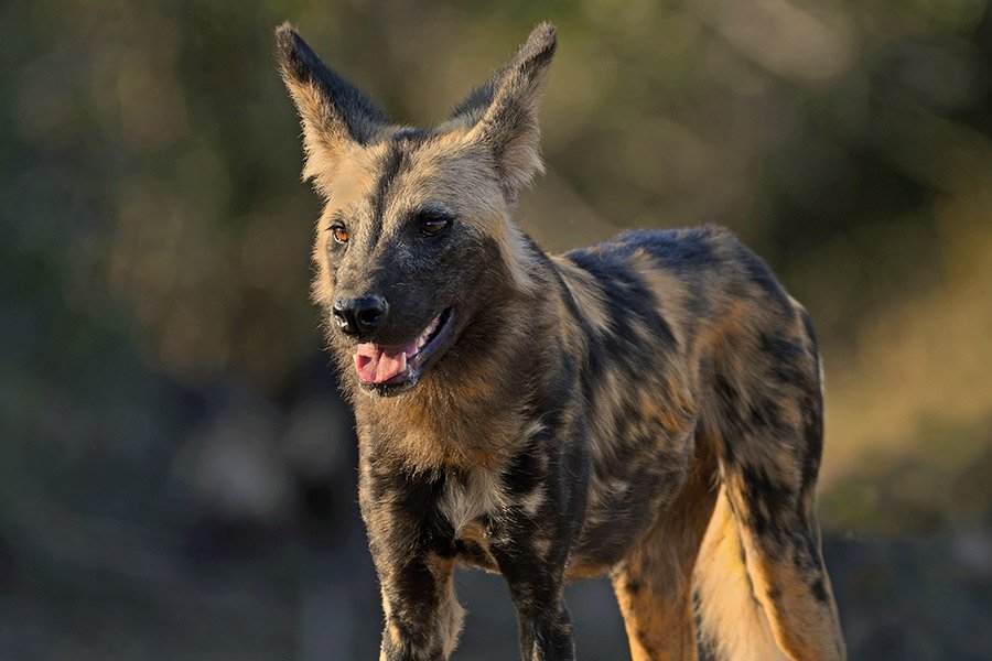 African Wild Dog portrait