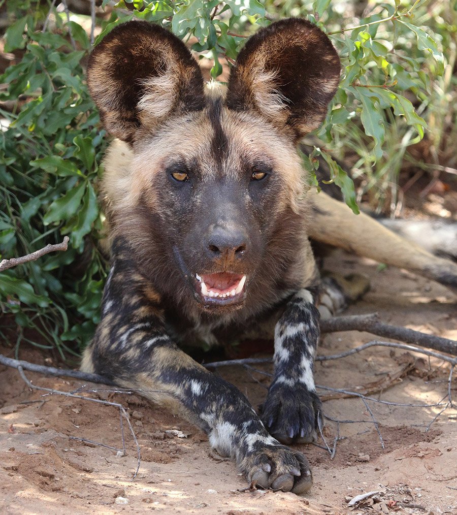 African Wild Dog resting