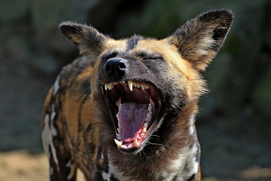 African Wild Dog showing teeth