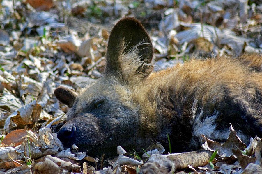 African Wild Dog sleeping