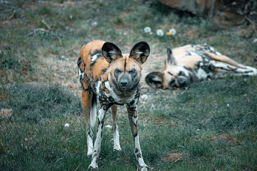 African Wild Dog staring