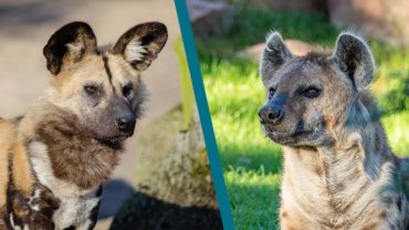 African Wild Dog vs Hyena