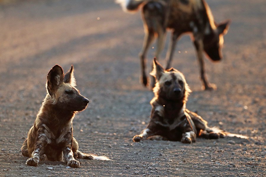 African Wild Dogs on a road