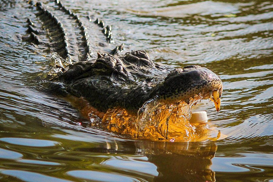 Alligator biting