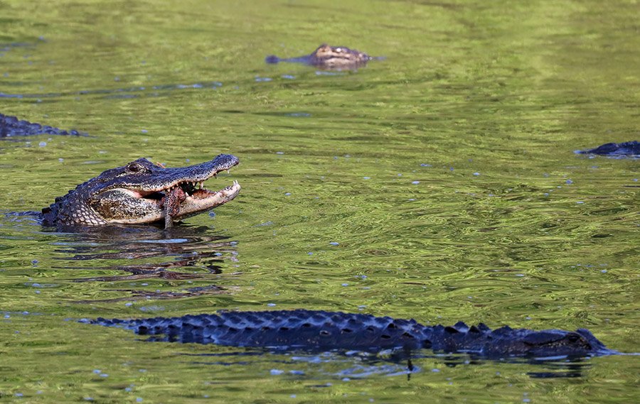 Alligator eating fish